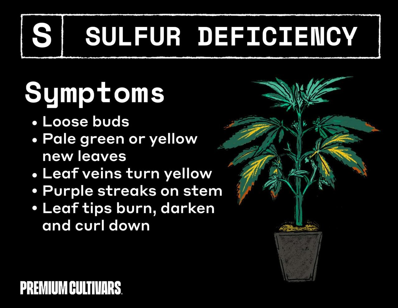 Weed sulfur deficiency symptoms