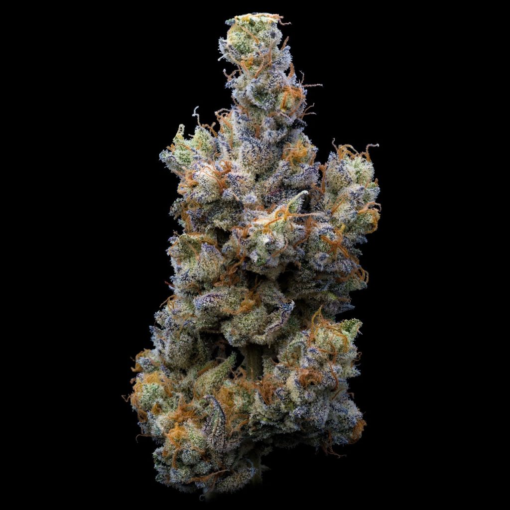 Trufflez THCa flower is presented. The colors are vibrant and the bud is covered with trichomes. Purchase Trufflez THCa flower from Premium Cultivars.