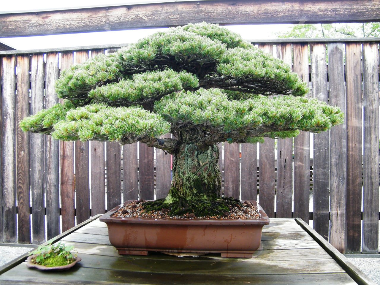 Japanese white pine bonsai