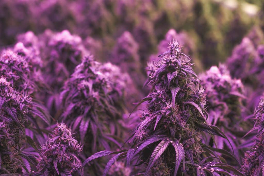 Choosing the right cannabis strain