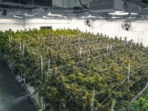 How Many cannabis plants per square meter