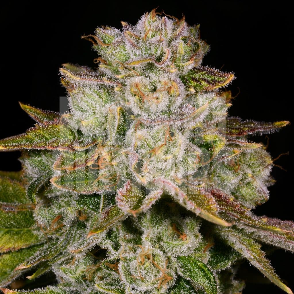Close-up of the Pacman strain, featuring dense green buds with orange pistils. It has a sweet citrusy flavor with earthy hints. Shop pacman seeds from Premium Cultivars.