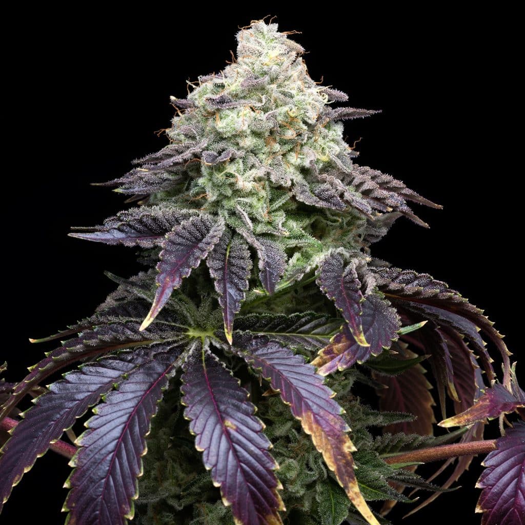 Close-up of a Biscotti strain, featuring dense, frosty buds and striking dark purple leaves, known for its unique appearance and potent effects. Shop Biscotti seeds at Premium Cultivars.