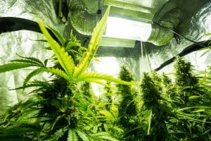 Optimized Cannabis Growing Environment