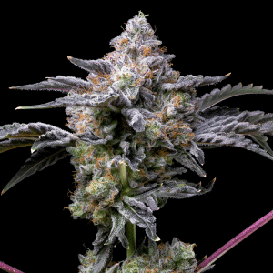 Girl Scout Zookies Autoflower Plant