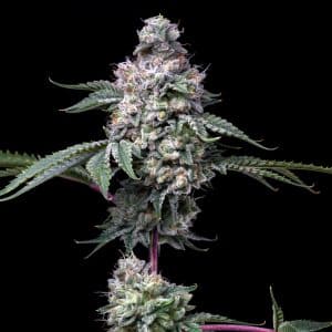 Grape Stomper Strain Plant