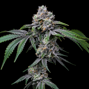 Rainbow Zkittlez Autoflower Plant